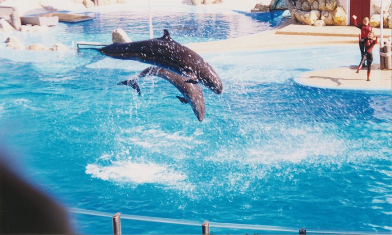 008-The dolphin show.jpg